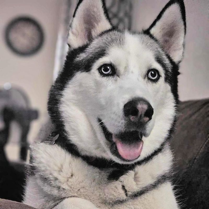 Siberian Husky