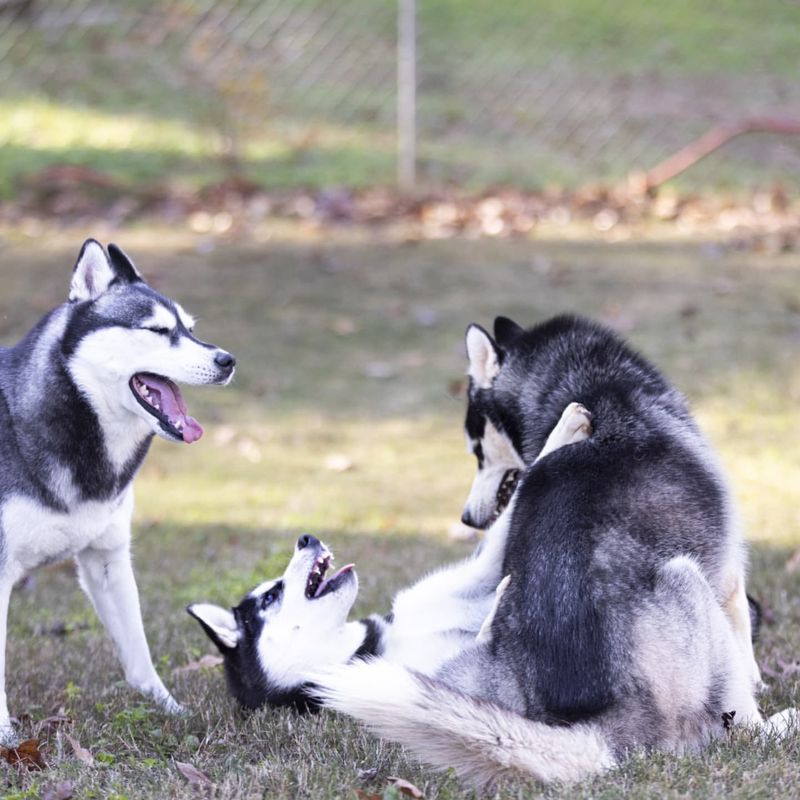 Siberian Husky