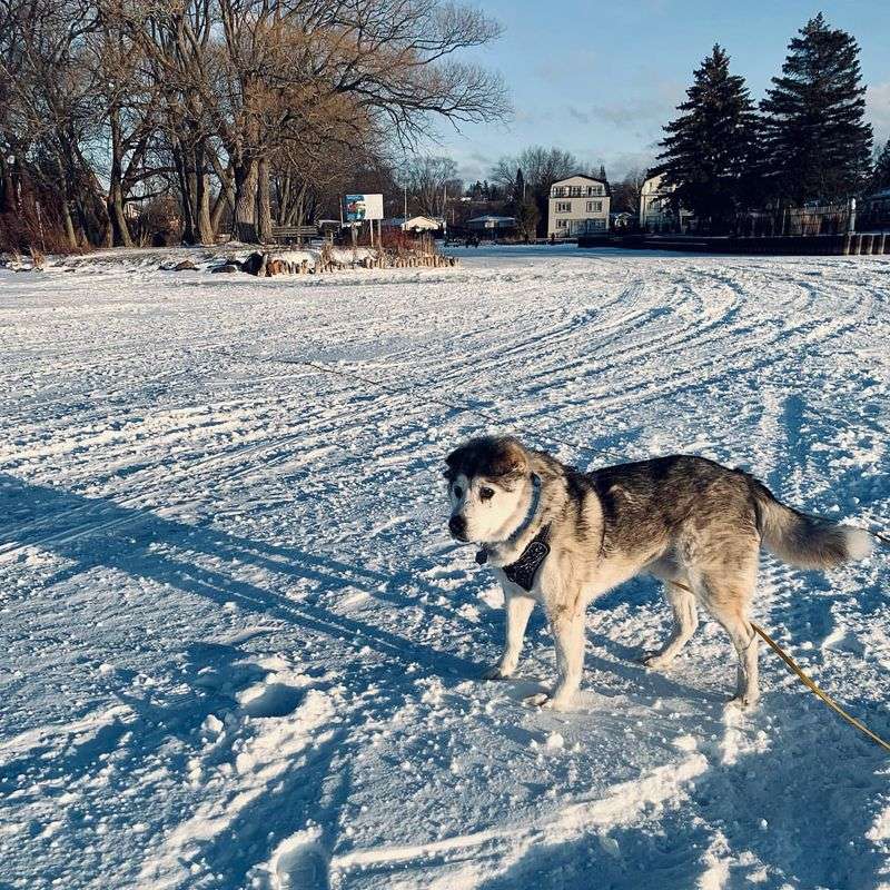 Siberian Husky