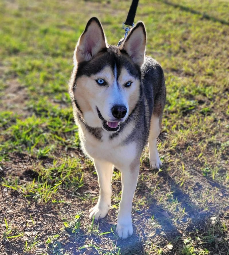 Siberian Husky