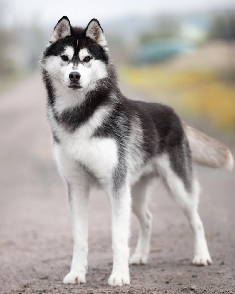 Siberian Husky