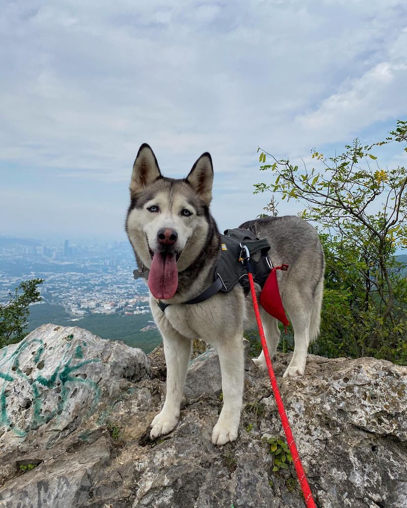 Siberian Husky