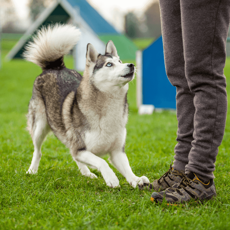 Siberian Husky