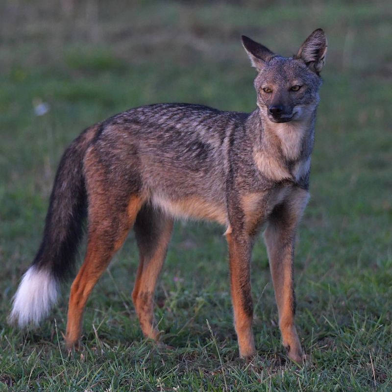 Side-striped Jackal