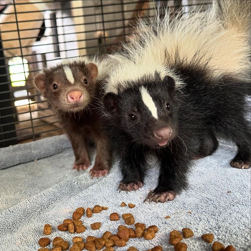 Skunks