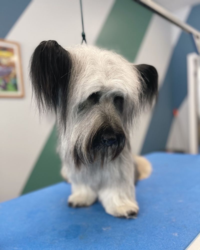 Skye Terrier