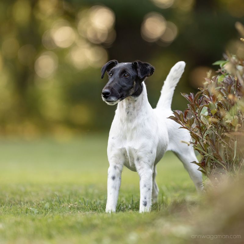 Smooth Fox Terrier