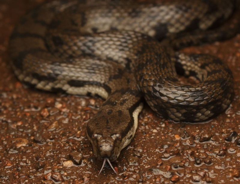 Snakes