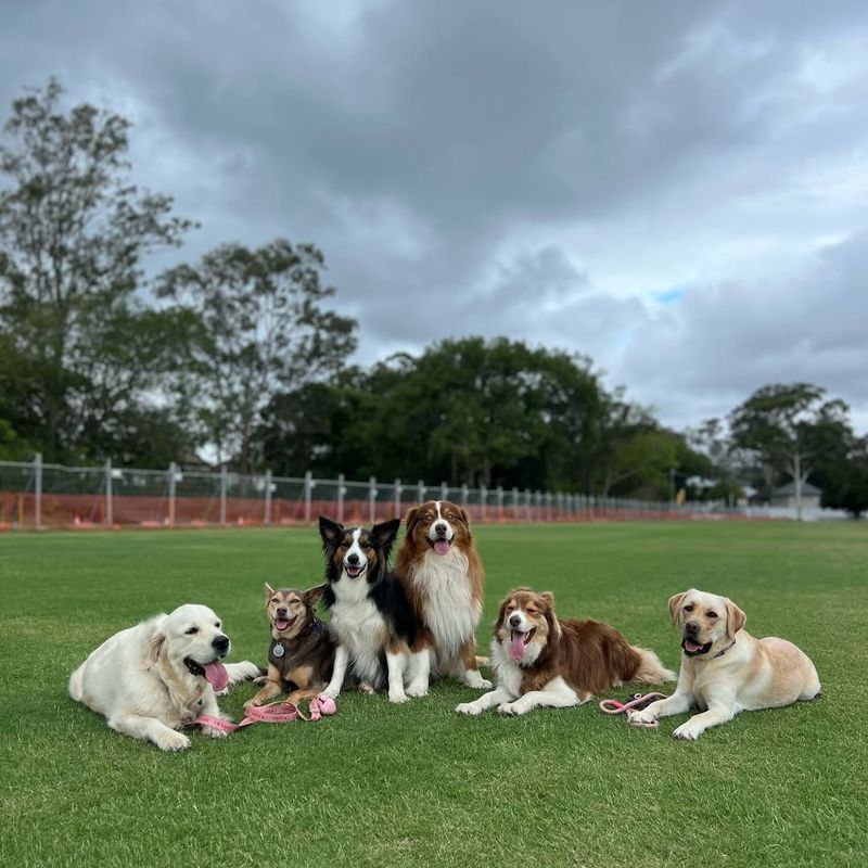 Socialization Opportunities