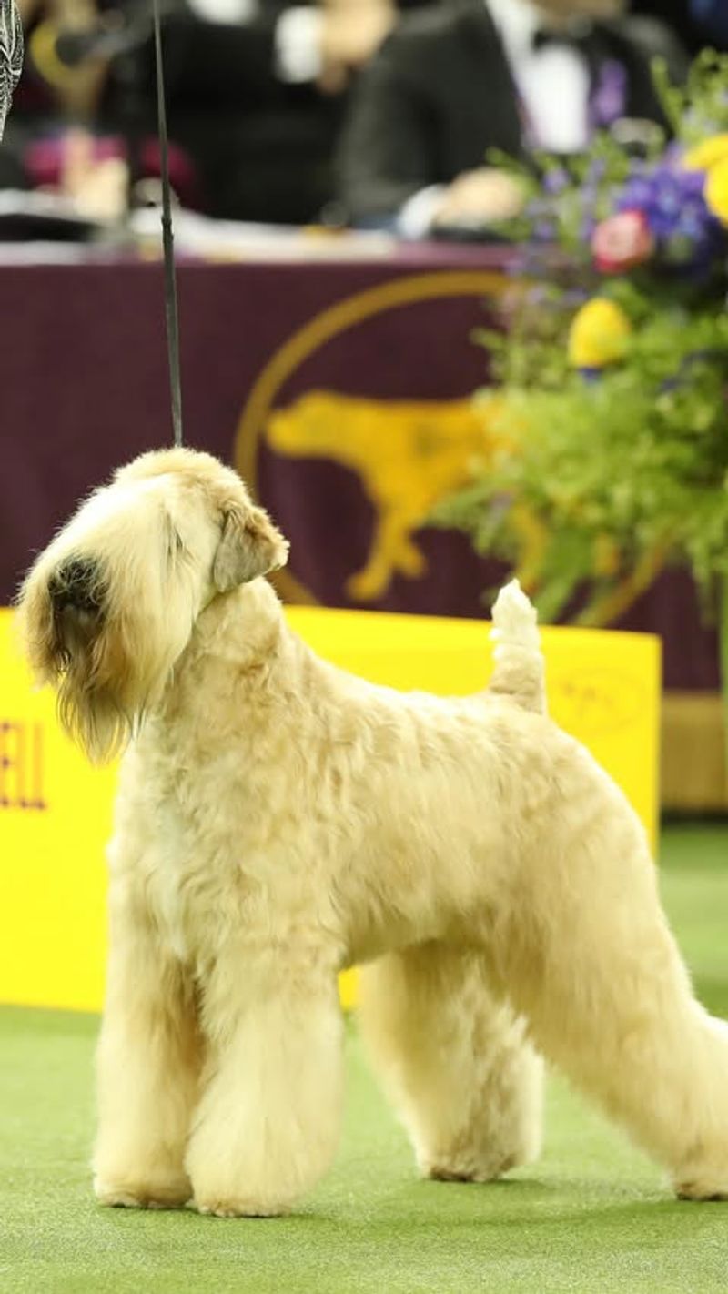 Soft Coated Wheaten Terrier