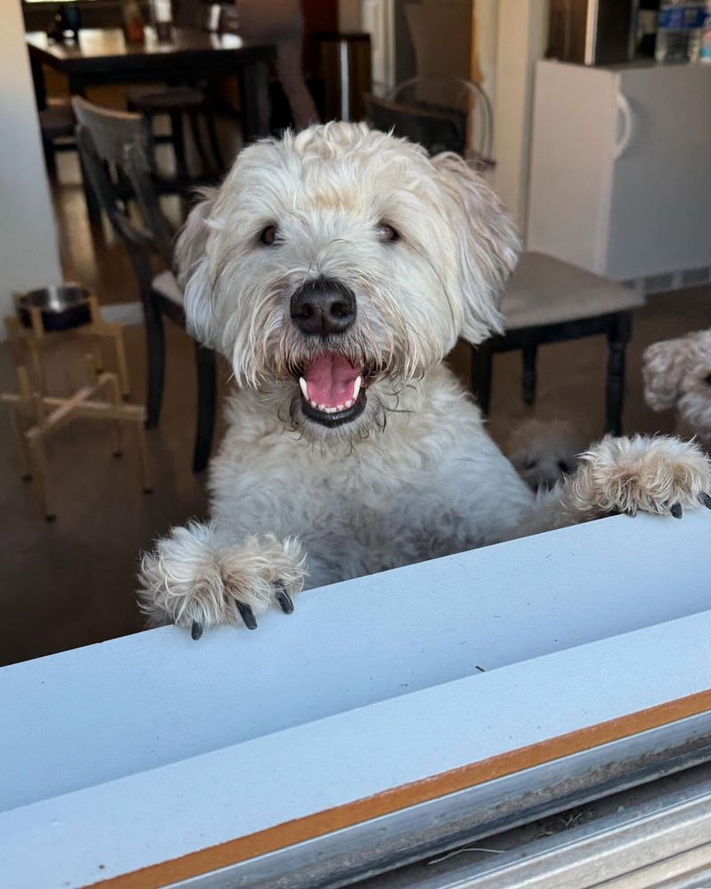 Soft Coated Wheaten Terrier