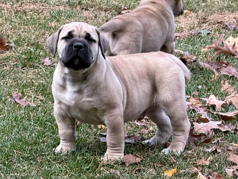 South African Mastiff (Boerboel)