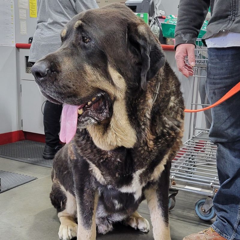 Spanish Mastiff