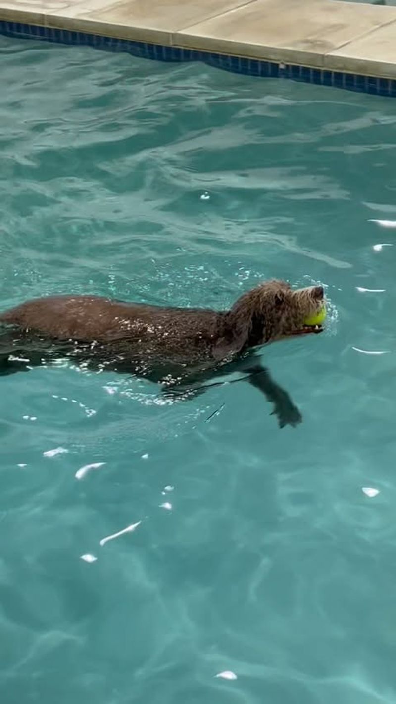 Spanish Water Dog