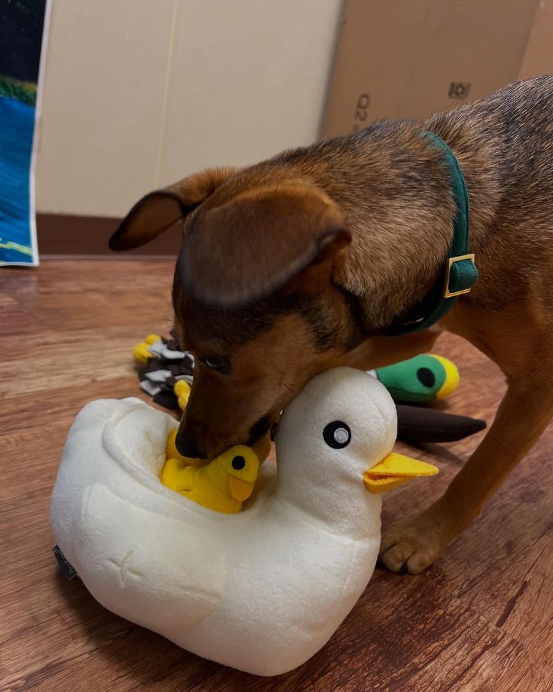 Spot's Squeaky Plush Duck