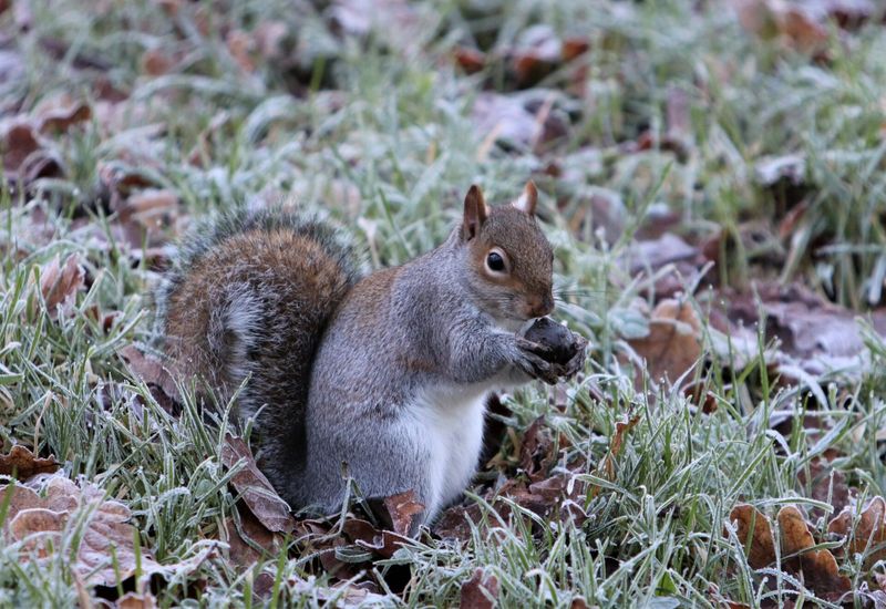 Squirrels