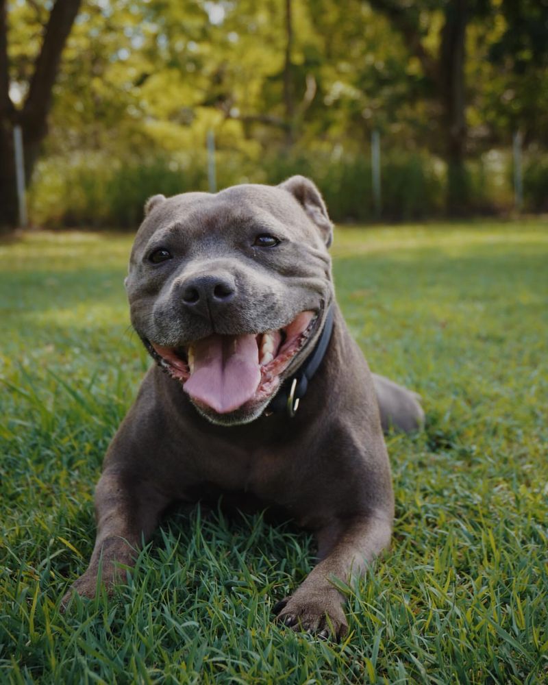 Staffordshire Bull Terrier