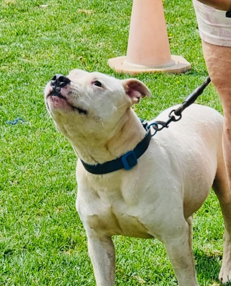Staffordshire Bull Terrier