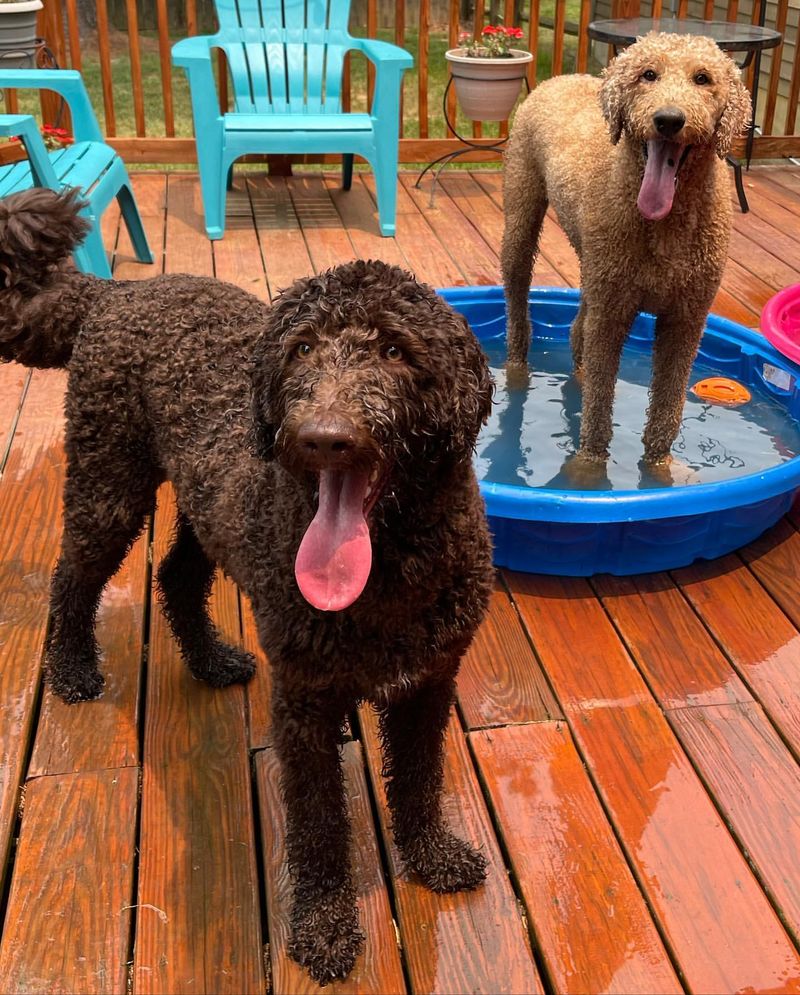 Standard Poodle