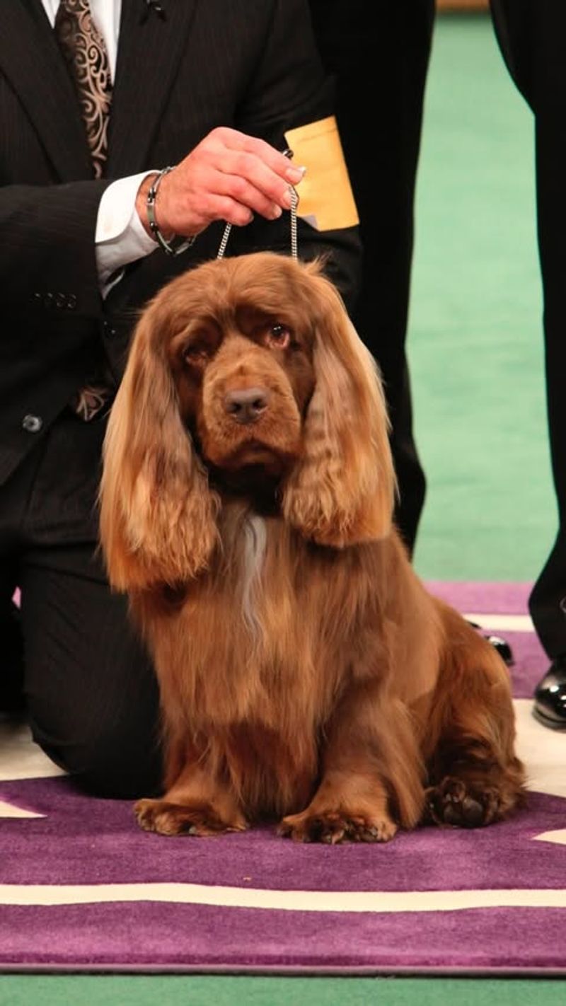 Sussex Spaniel