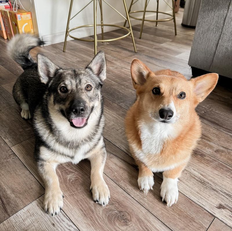 Swedish Vallhund