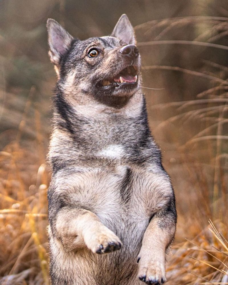 Swedish Vallhund