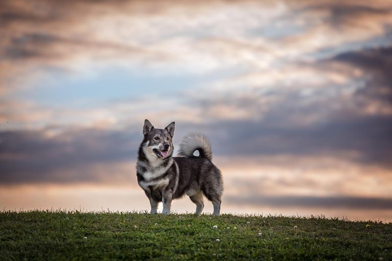 Swedish Vallhund