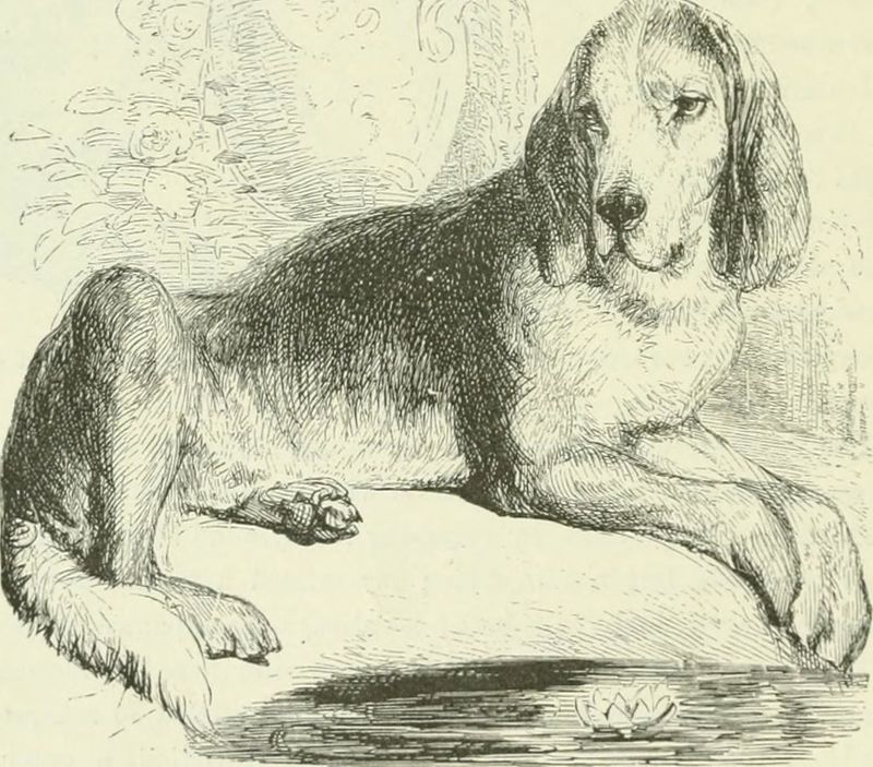 Talbot Hound