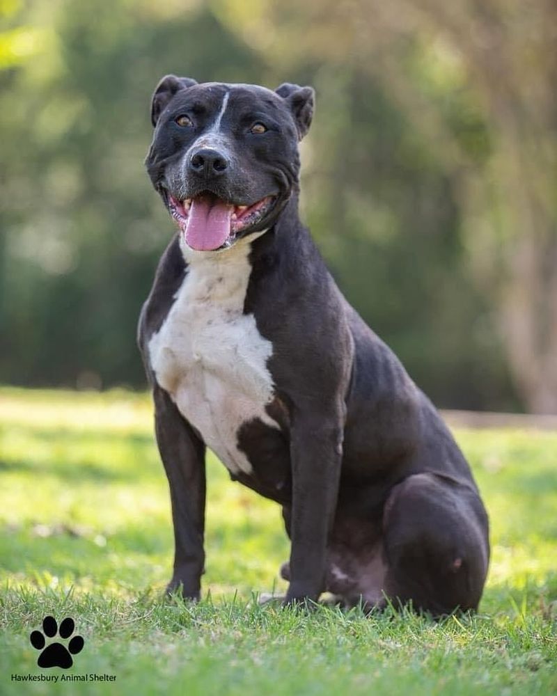 Temperament and Personality