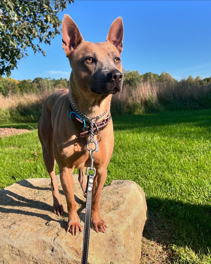 Thai Ridgeback