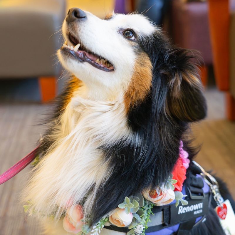 Therapy and Service Dogs