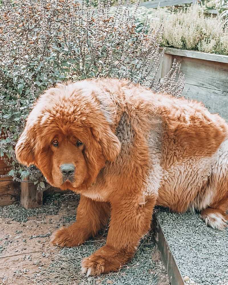 Tibetan Mastiff