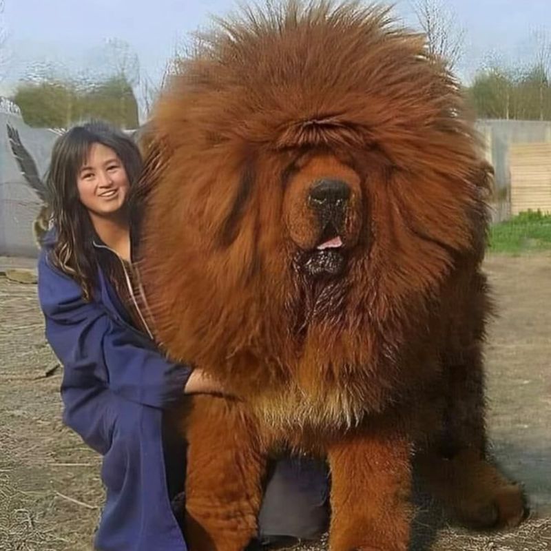 Tibetan Mastiff