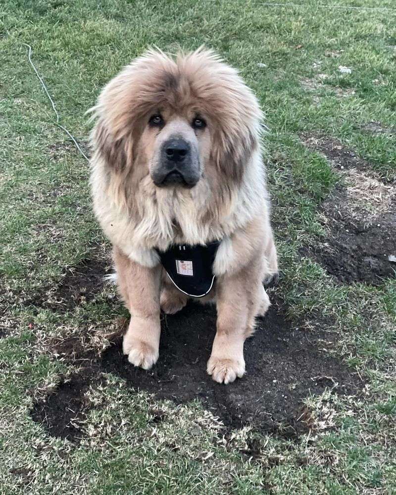 Tibetan Mastiff