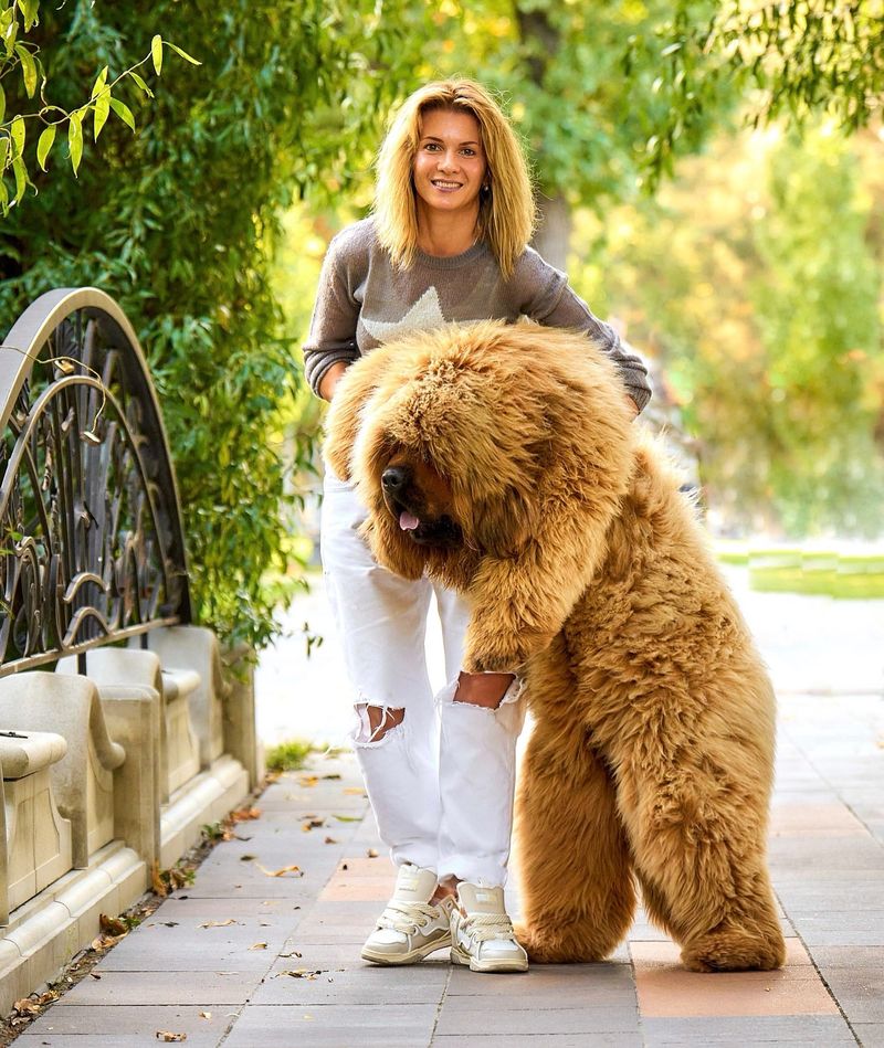 Tibetan Mastiff