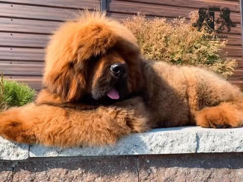 Tibetan Mastiff