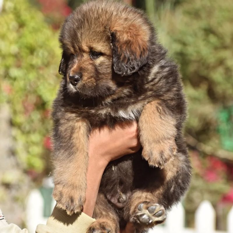 Tibetan Mastiff