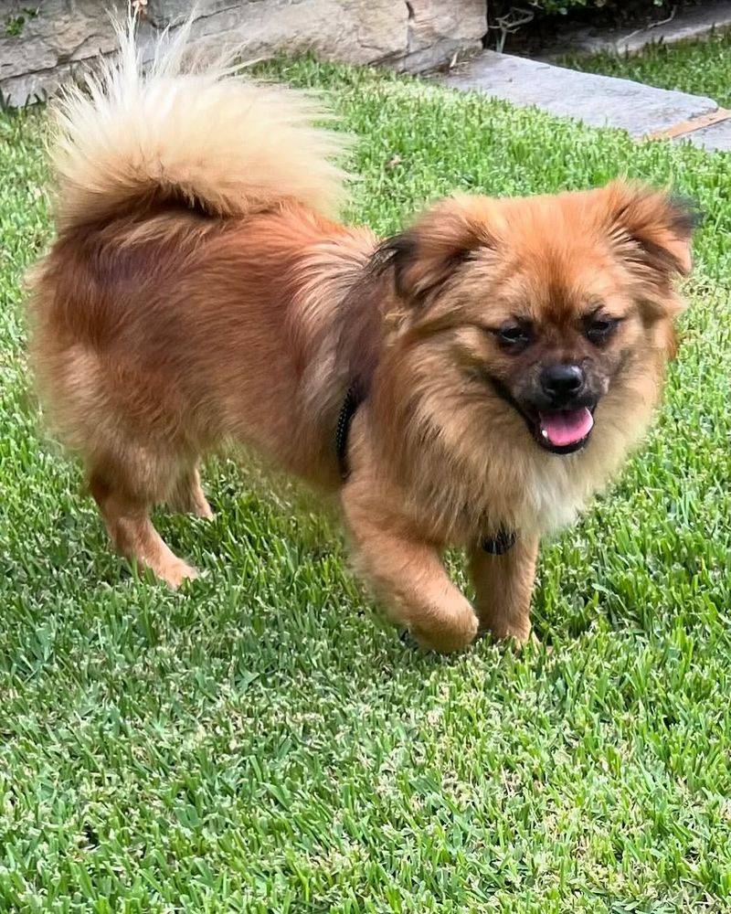 Tibetan Spaniel