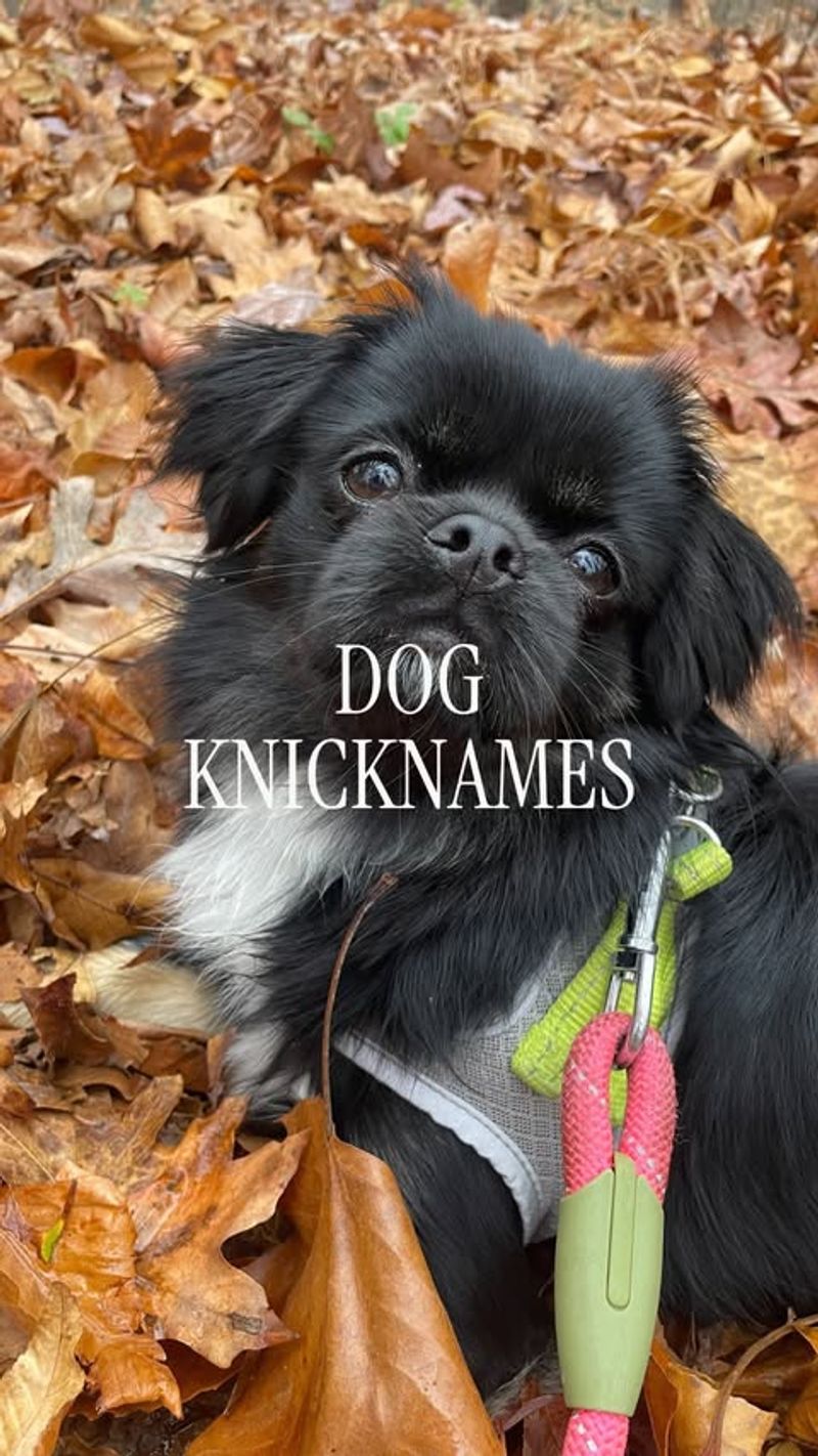 Tibetan Spaniel