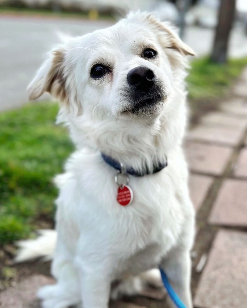 Tibetan Spaniel (White)