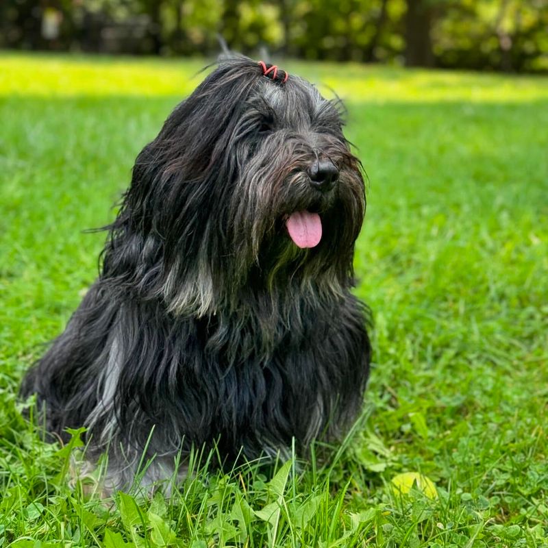 Tibetan Terrier