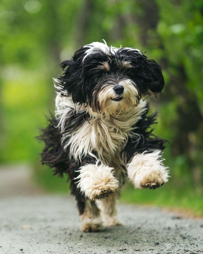 Tibetan Terrier