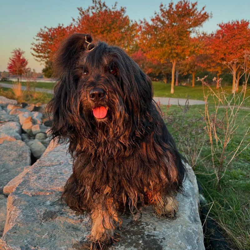 Tibetan Terrier