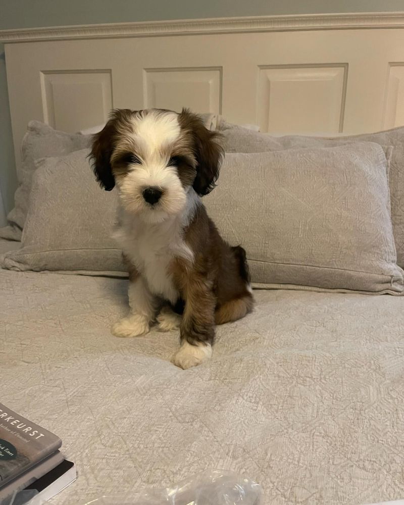 Tibetan Terrier