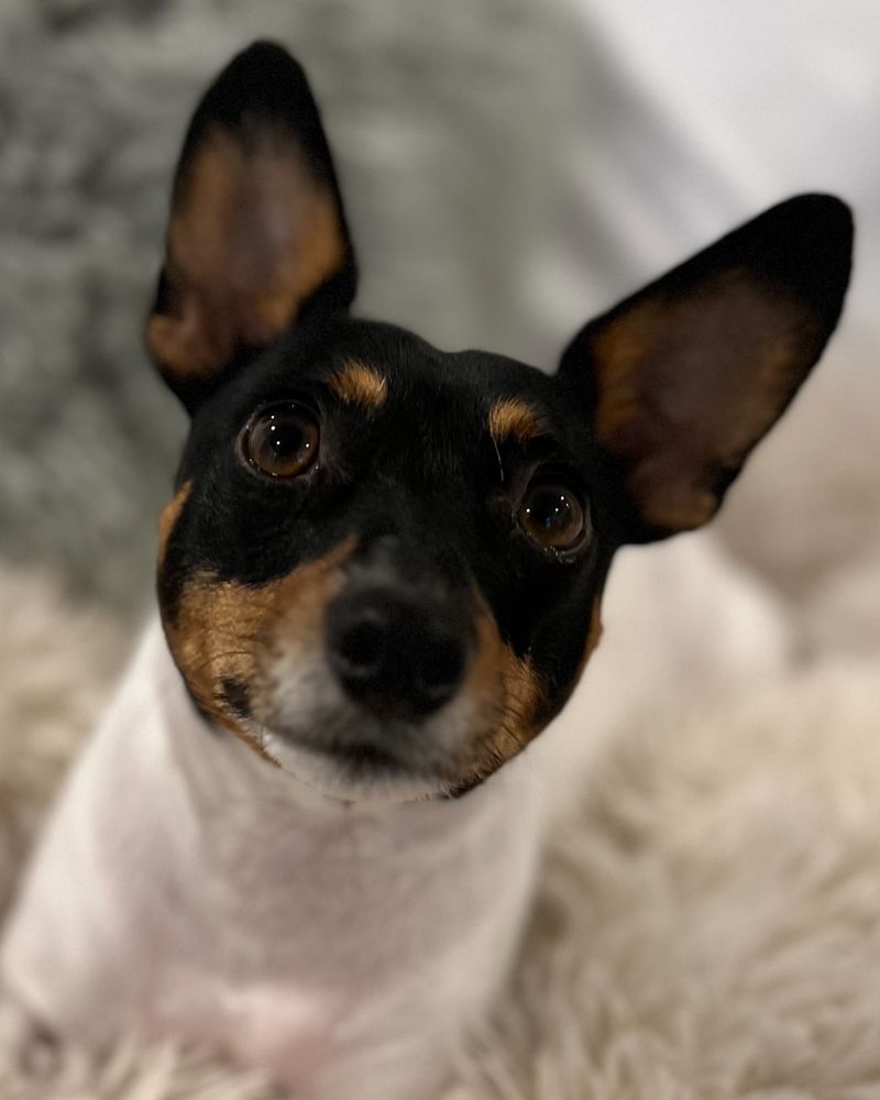 Toy Fox Terrier