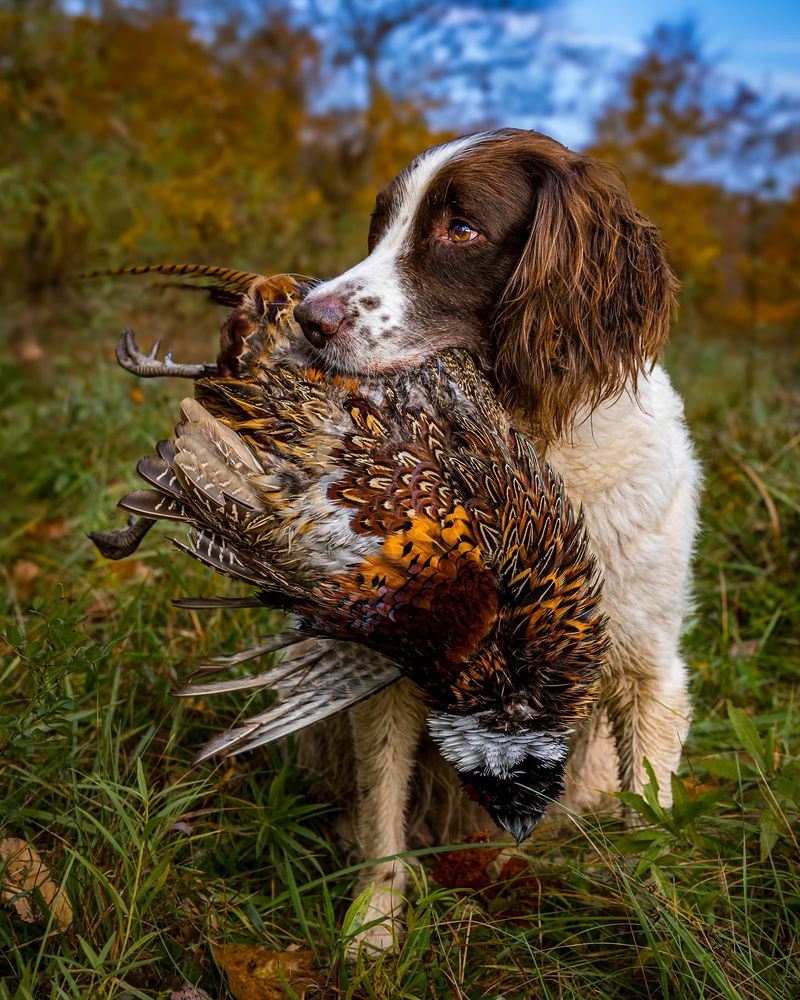 Training for Hunting