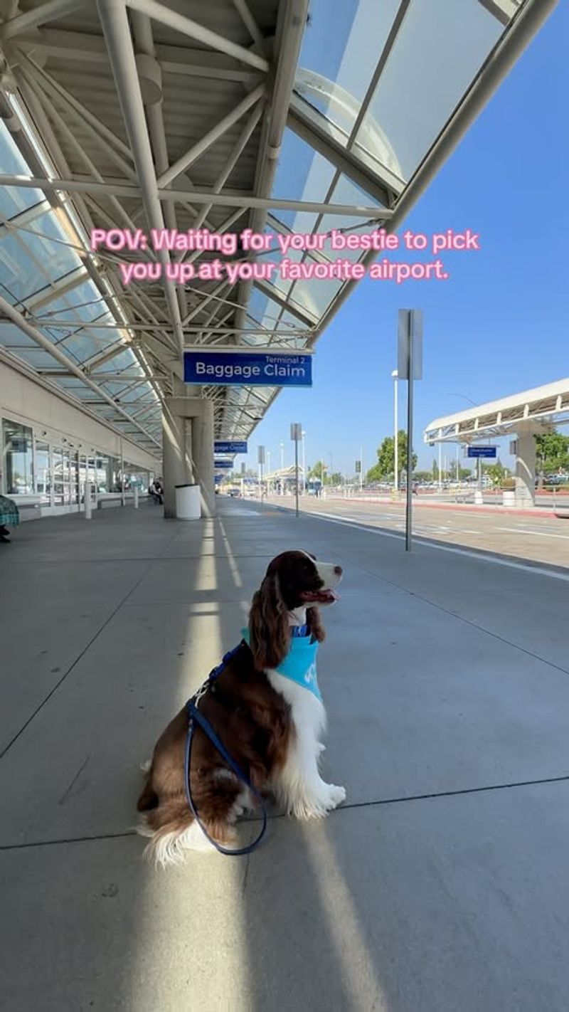 Traveling with a Springer