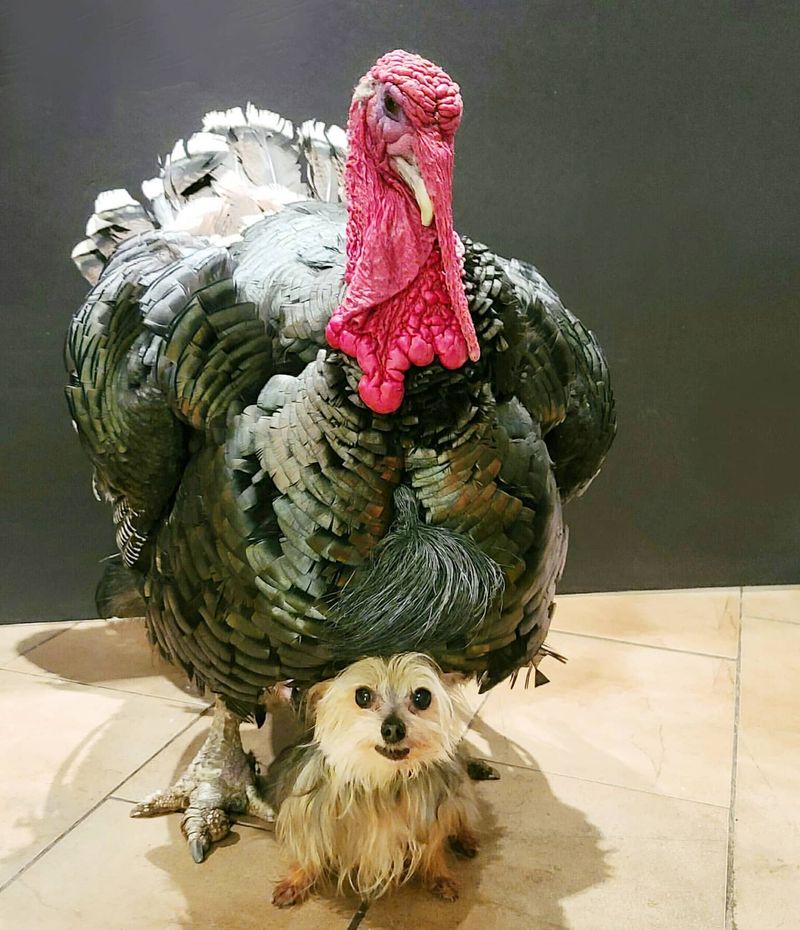 Turkeys