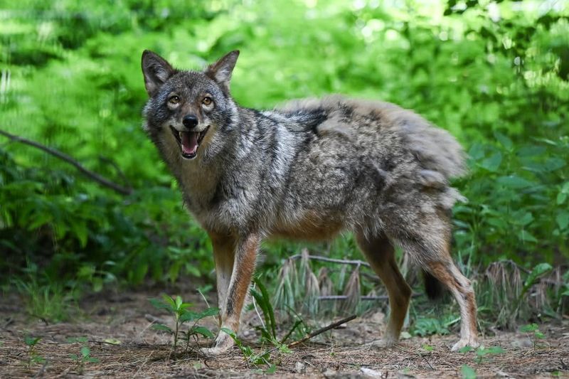 Understand Coyote Behavior