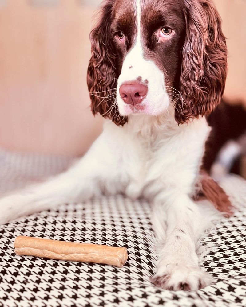 Understanding Their Digging Behavior